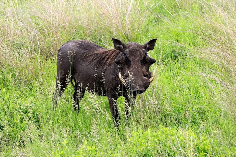 Warthog (Phacochoerus africanus), adult, male, foraging, alert, Kruger National Park, South Africa