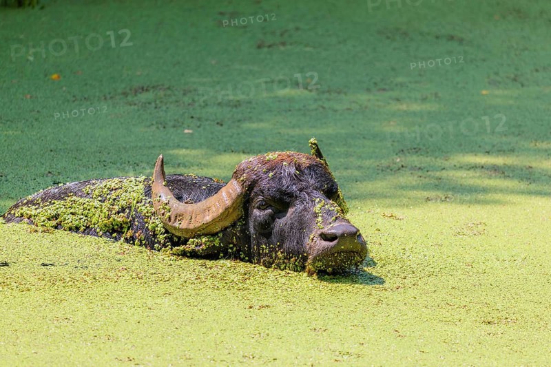 A water buffalo (Bubalus bubalis) swims in a pond covered with duckweed (Lemnoideae). Its head and body are covered with duckweed. Czech Republic