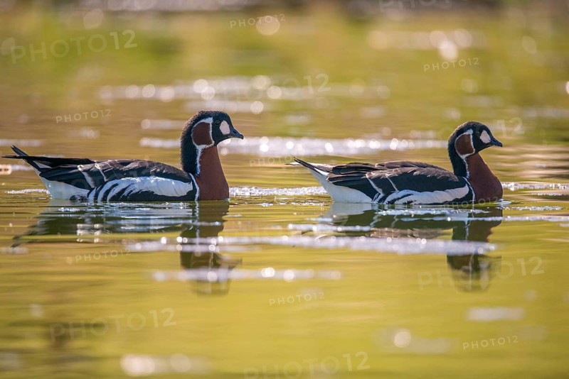 Branta ruficollis, red-necked goose, anatidae, birds, duckbirds, goose, geese, red-breasted goose, birds, waterbirds, waterbirds