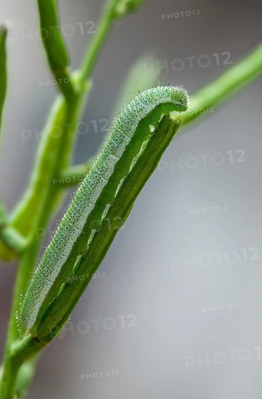 Anthocharis cardamines, aurora trap, orange tip, butterfly, camouflage, high size, portrait, inchworm, insects, caterpillar, butterfly, butterflies, camouflage