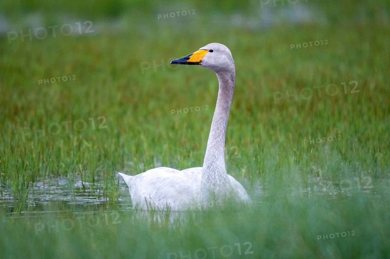 Cygnus cygnus, Finland, singing swan, whooper swan, anatidae, birds, duckbirds, swan, swans, swans, birds, waterbirds, waterbirds