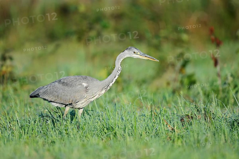 Grey heron (Ardea cinerea) foraging in a meadow, North Rhine-Westphalia, Germany