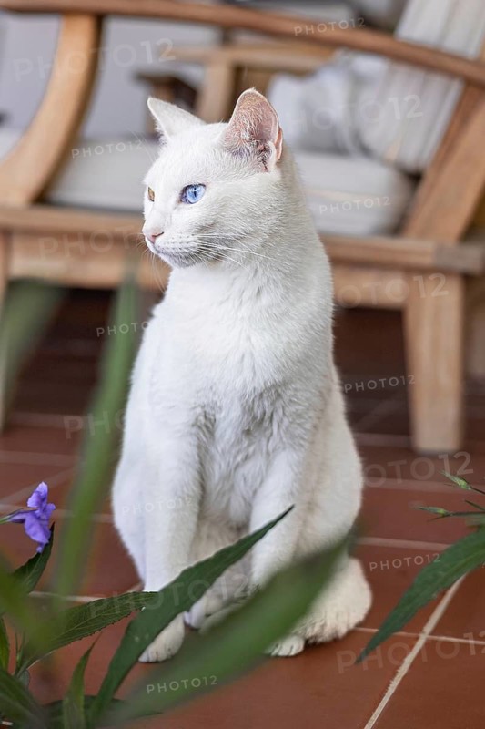White cat with one blue eye and one amber eye rests comfortably in a warm, inviting living space with wooden decor