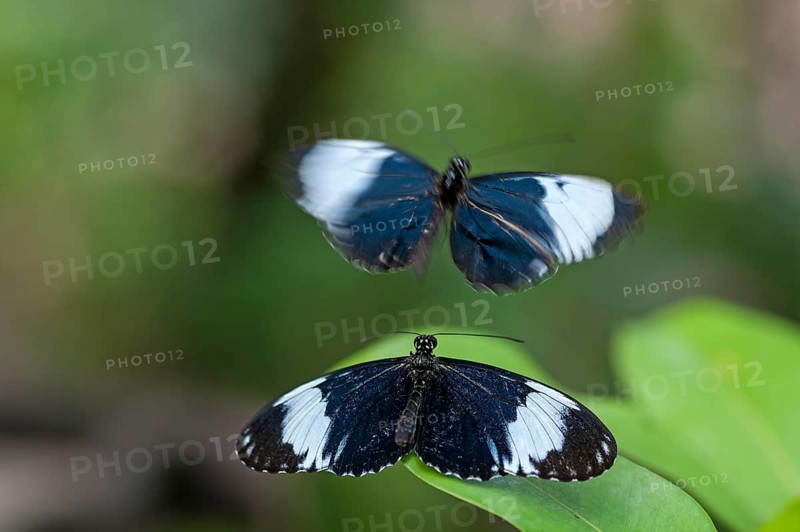 Cydno Longwing (Heliconius cydno), a second specimen captured in motion blur, in captivity, Tropical House, Tiergarten, Nuremberg, Middle Franconia, Bavaria, Germany. PR vorhnaden