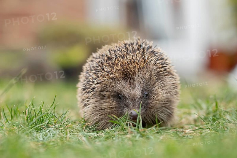 European hedgehog (Erinaceus europaeus) adult animal on an urban garden grass lawn, England, United Kingdom
