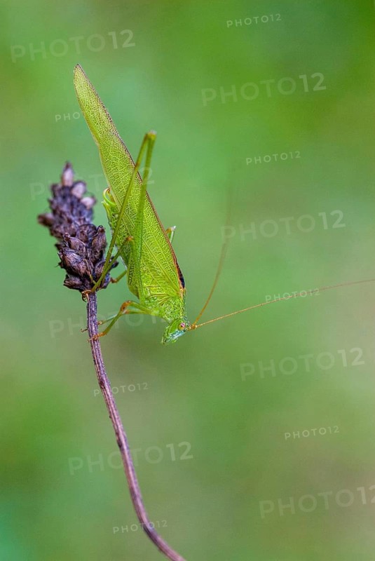 Brandenburg, common sickle scare, Germany, Grasshoppers, Nabu, national natural heritage, natural paradise Grünhaus, Phaneroptera falcata, sickle scare, post-mining landscape, Ensifera, grasshoppers, green house, grasshoppers, high size, portrait format, insects, long-feeler scare, sickle-bearing bush cricket