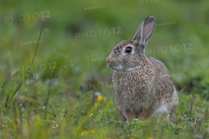 A wild rabbit (Oryctolagus cuniculus) sits relaxed in a meadow, June, Büsum, Germany