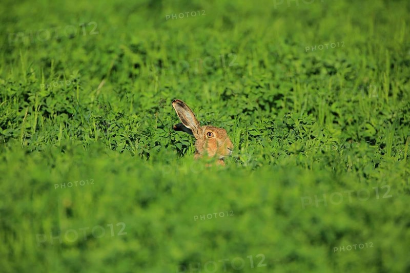 A hare is hiding in the lush green grass as the sunlight falls upon it, a European hare (Lepus europaeus) sits in a green meadow, Mannheim, Baden-Württemberg, Germany