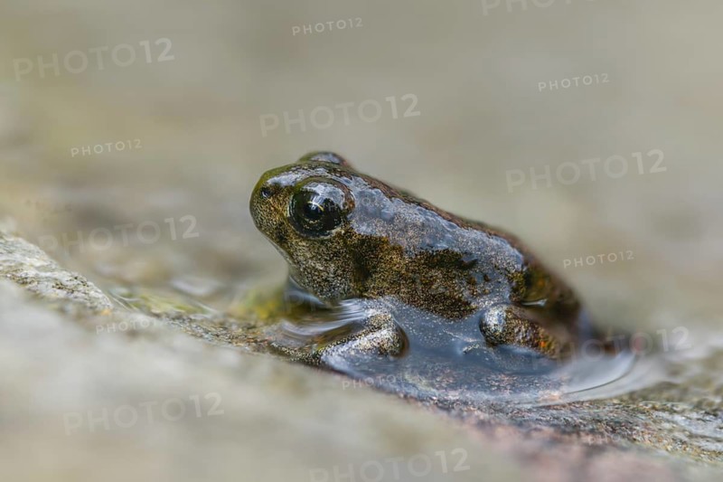 Bufo calamita, epidalea calamita, toad, natterjack toad, amphibians, amphibians, juvenile, shore departure, amphibians, metamorphosis