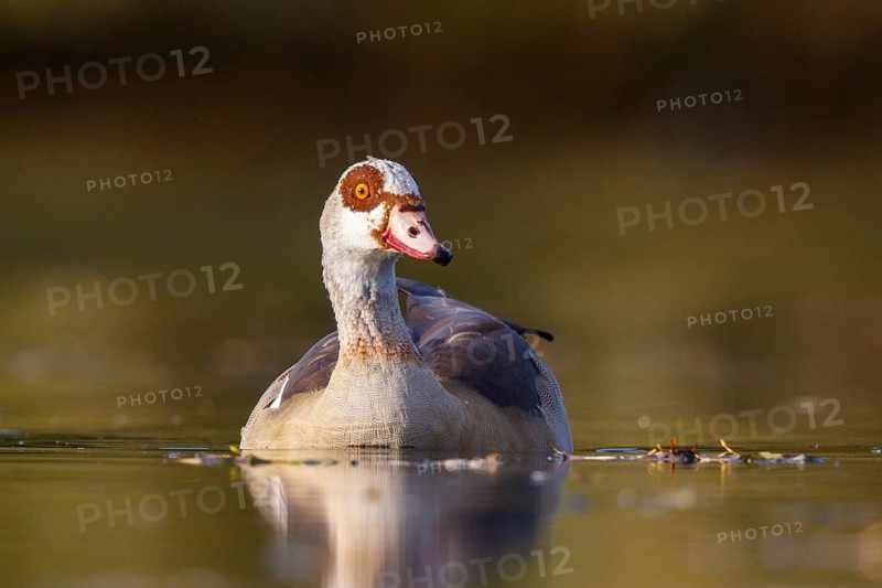 Egyptian Goose (Alopochen aegyptiaca), North Rhine-Westphalia, Germany