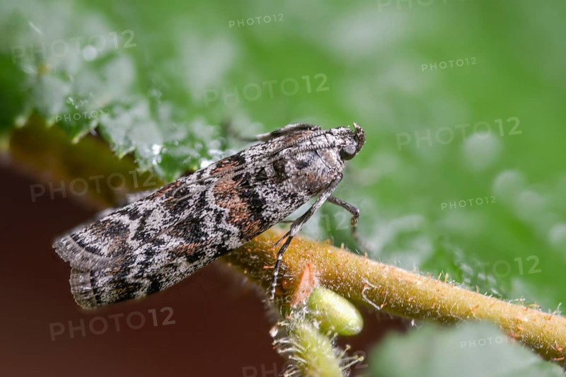 Dark pine knot horn, dioryctria abietella, spruce cone moth, insects, moths, moths, butterflies