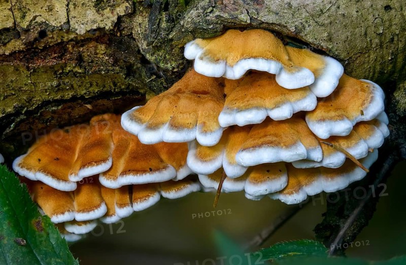 Cantharellus crispus, curly vein counting, Merulius fagineus, plicatura crispa, plicatura faginea, plicaturopsis crispa, trogia crispa, crimped gill, crispling, fungi, fungus, mushrooms, y12