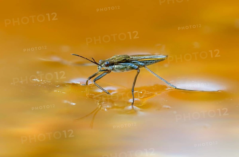 Aquarius najas, stream strider, gerris najas, heteroptera, river skater, black-backed strider, water strider, insects, bugs