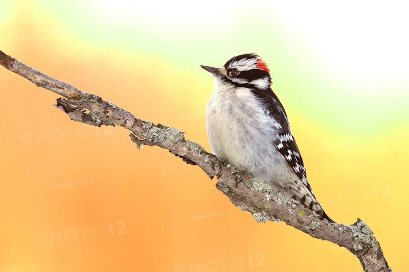 Animals, Birds, Bird, Woodpecker, Downy Woodpecker, Dune Woodpecker, Michigan, USA, Michigan, USA