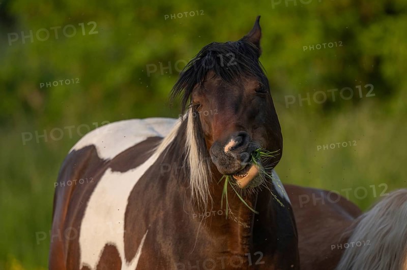 A brown horse with a white spot is standing in a field on a sunny day. He eats grass as he looks around. Lower Rhine Alsace, France