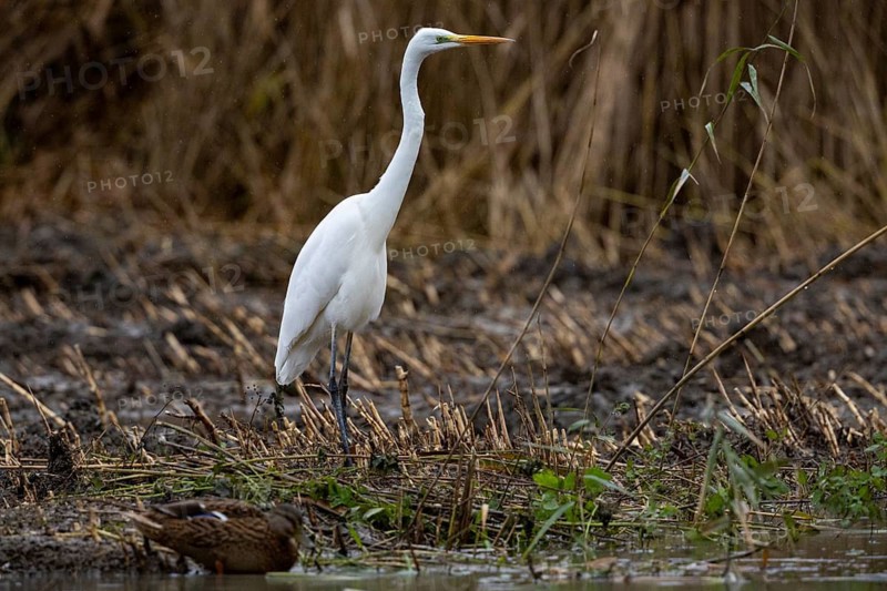 Great White Egret (Egretta alba) Germany