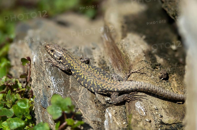 Common wall lizard, Podarcis muralis, reptiles, lizards, reptilia
