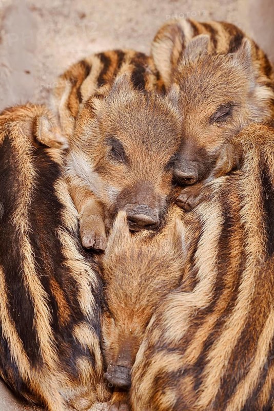 Wild boar (Sus scrofa), piglets huddled close together, North Rhine-Westphalia, Germany