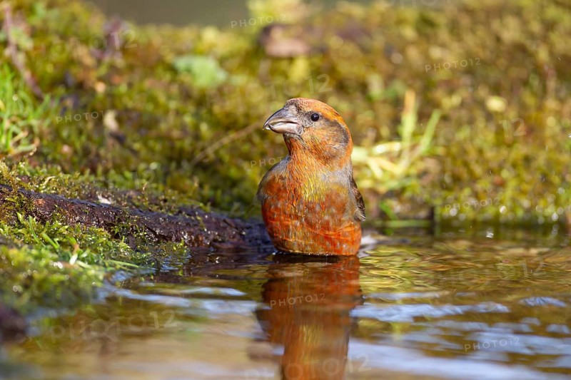 Common crossbill (Loxia curvirostra) adult male bird in water at a woodland pool, England, United Kingdom