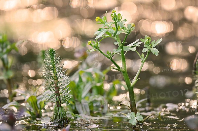 Common horsetail (Hippuris vulgaris) and flowering poisonous buttercup (Ranunculus sceleratus), North Rhine-Westphalia, Germany