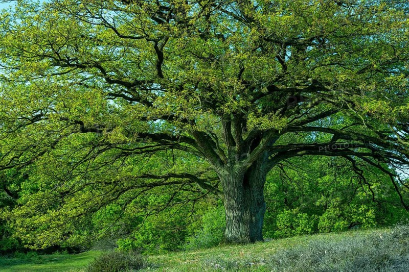 Oak trees (Quercus) in the Borkener Paradies nature reserve, Meppen, Lower Saxony, Germany