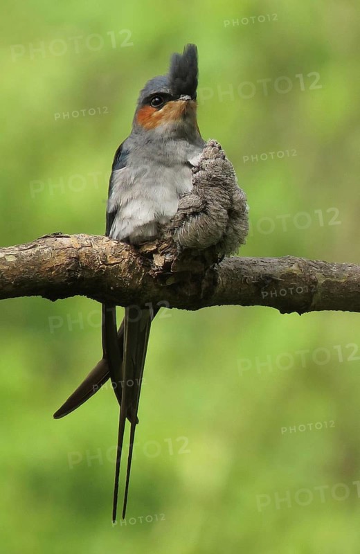 Crested Treeswift (Hemiprocne coronata) male with chick, Maharashtra, India