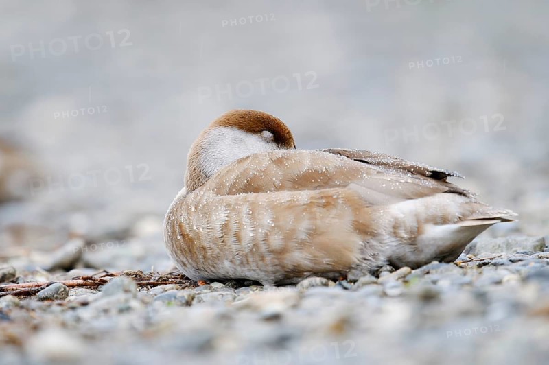 Red-crested Pochard (Netta rufina), female resting on the shore, Lake Constance, Baden-Württemberg, Germany