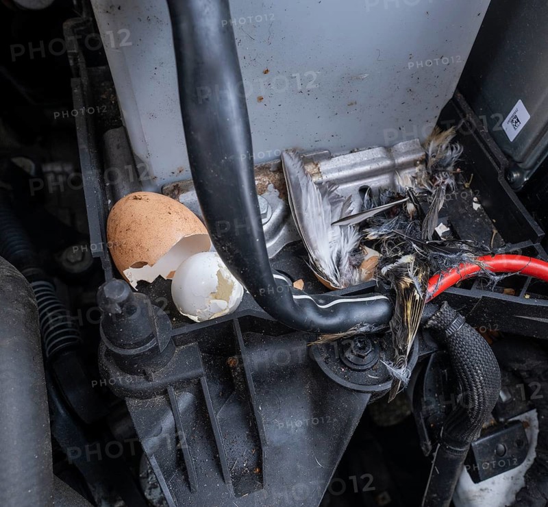 Engine compartment, engine of a passenger car with remains of prey of a stone marten (Martes foina), eggshells of chicken and pigeon, feathers of a small bird, Lower Saxony, Germany