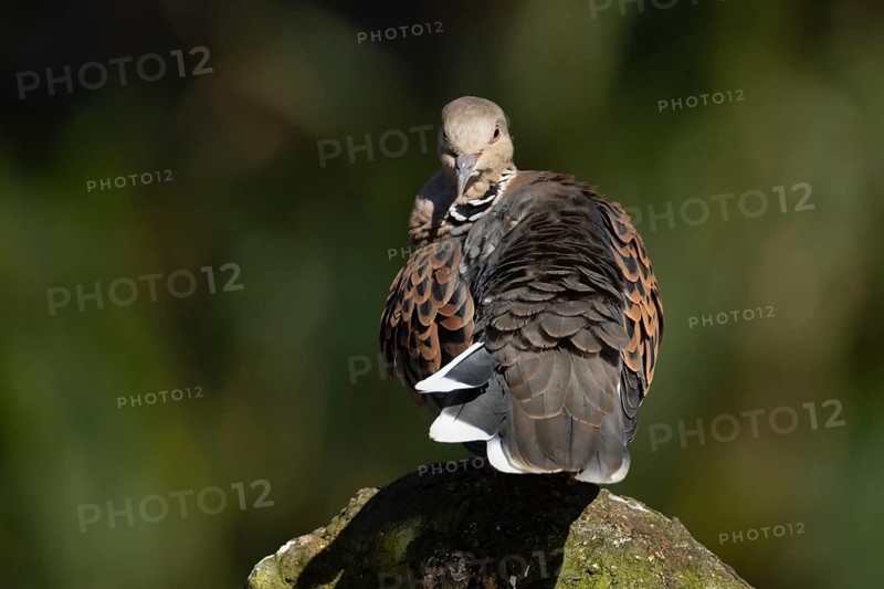 European turtle dove (Streptopelia turtur) adult bird on a rock, England, United Kingdom