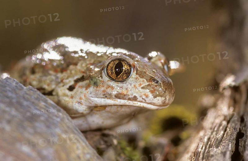 Common spadefoot, garlic toad, pelobates fuscus, amphibians, amphibians, amphibians, amphibians