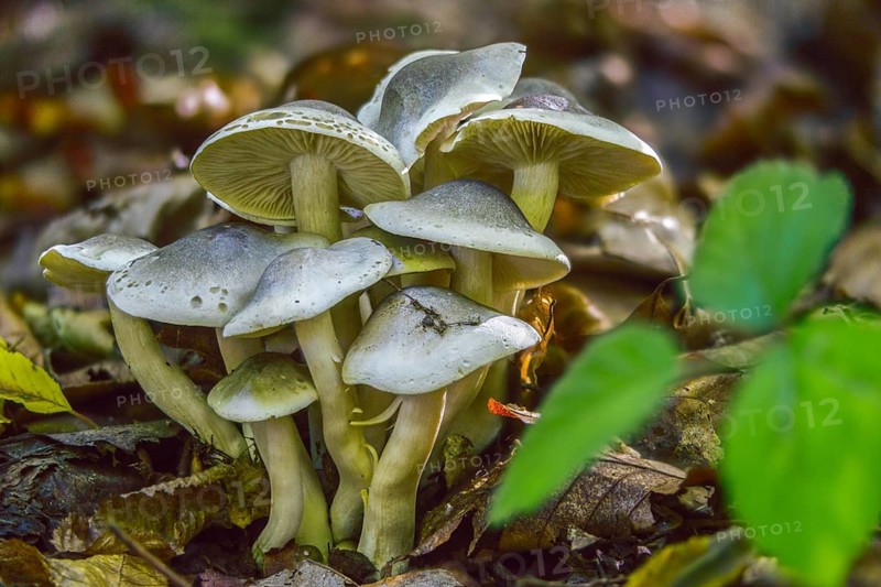 Knight, Soap Knight, Tricholoma Saponaceum, Laundry Knight, Fungus, Mushrooms, Soap Tricholoma, Soap-Scented Toadstool, Soapy Knight