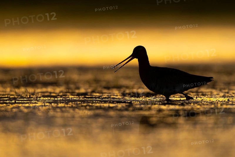 Black-tailed Godwit (Limosa limosa) in a wet meadow, Oldenburg Münsterland, Huede, Lower Saxony, Germany