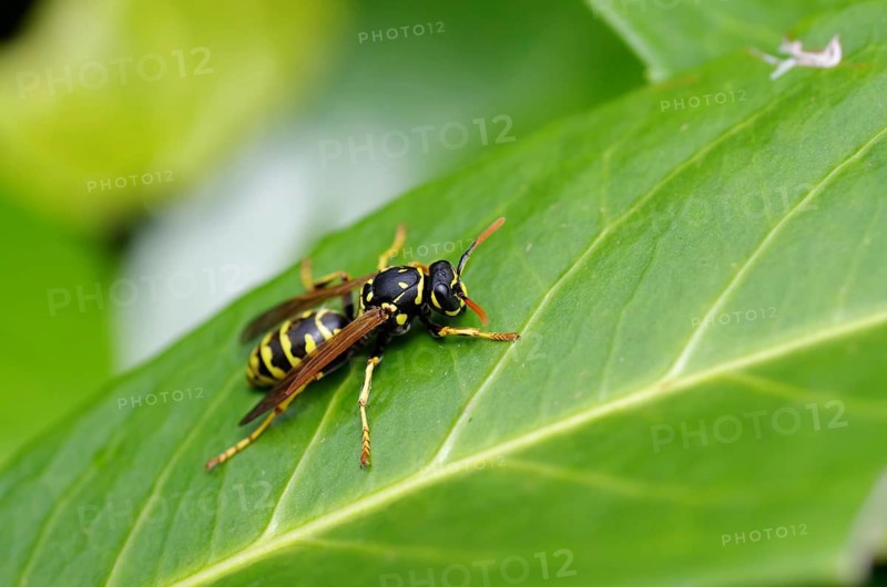House field wasp (Polistes dominula), yellow, black, close-up, leaf