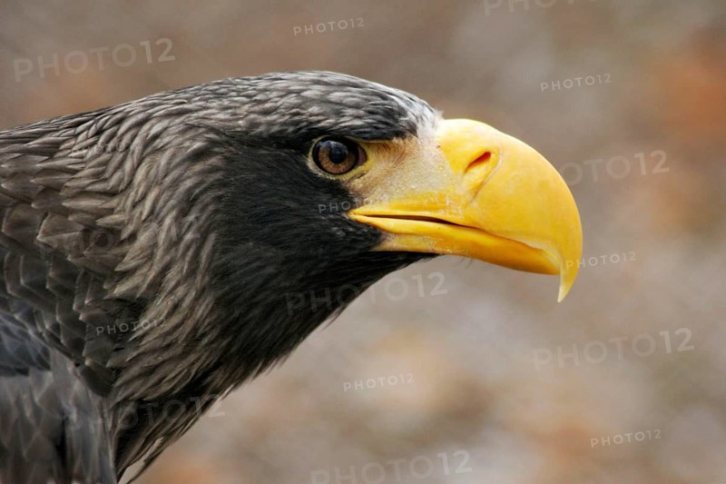 Giant Sea Eagle - Stiller's Sea Eagle, Germany