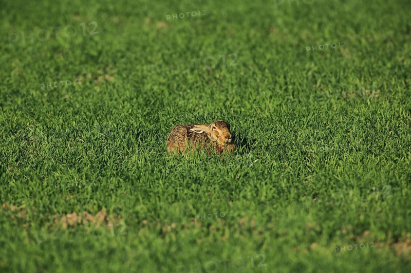 A hare lies flat in the green grass, barely visible against its surroundings, a European hare (Lepus europaeus) sits in a green meadow, Mannheim, Baden-Württemberg, Germany