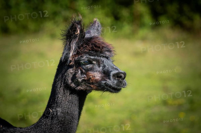 A black alpaca is shown in profile against a green, blurred summer landscape, alpaca (Vicugna pacos), animal portrait, farm, captive, Denmark