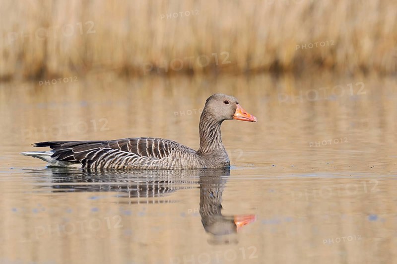 Greylag goose (Anser anser), swimming, North Rhine-Westphalia, Germany