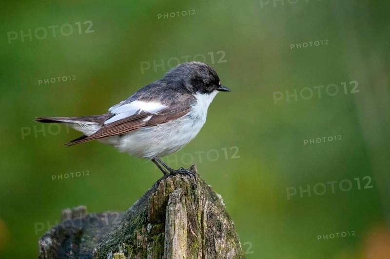 Ficedula hypoleuca, pied flycatcher, mourning snapper, mourning snapper, birds, male, passeri, songbirds, birds