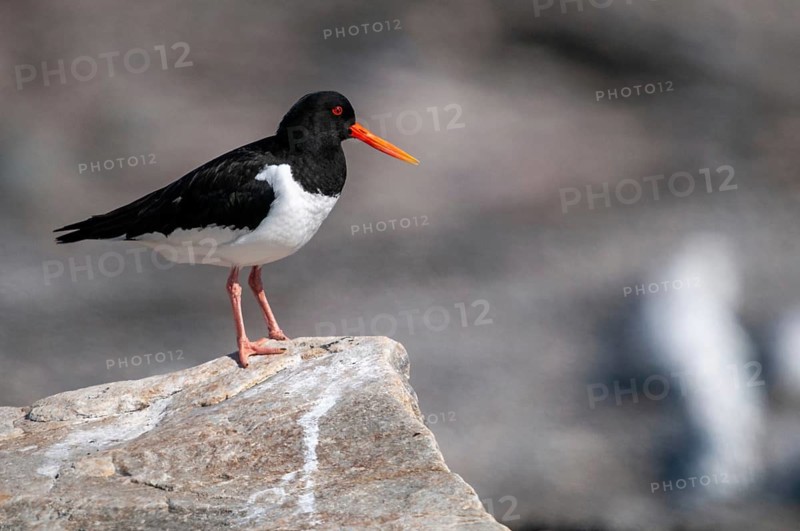 Oystercatchers, Haematopus ostralegus, Norway, oystercatcher, varanger, birds, charadriiformes, limikolen, snipe birds, scolopacidae, birds, waders, waders
