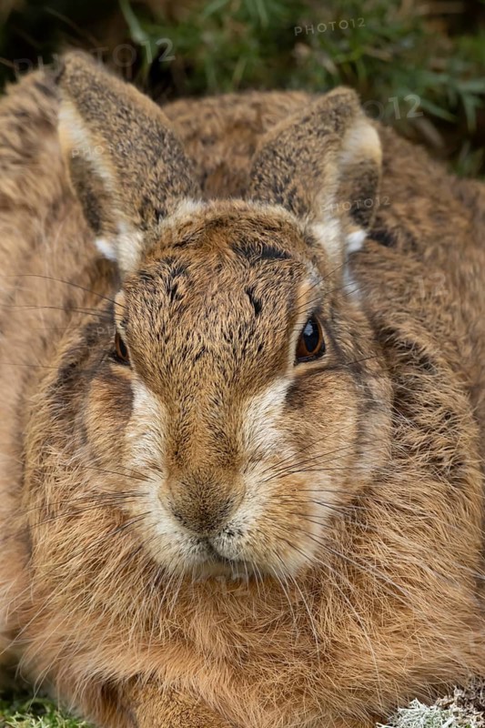 European brown hare (Lepus europaeus) adult animal head portrait, England, United Kingdom