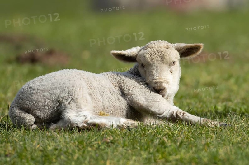 Domestic sheep (Ovis aries) juvenile baby lamb animal resting in a grass field, England, United Kingdom