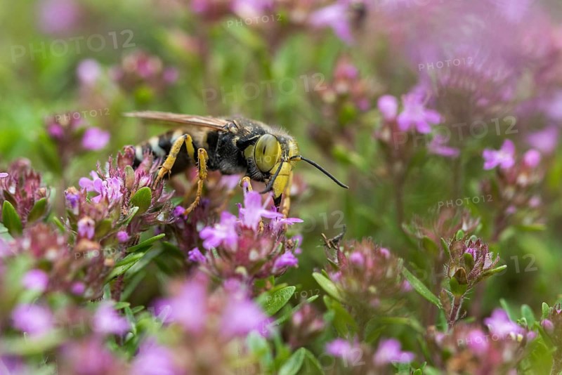 Bembix rostrata, common European sand wasp, crabroniade, hymenoptera, gyro wasp, digging wasps, insects, rostrates bembix wasp