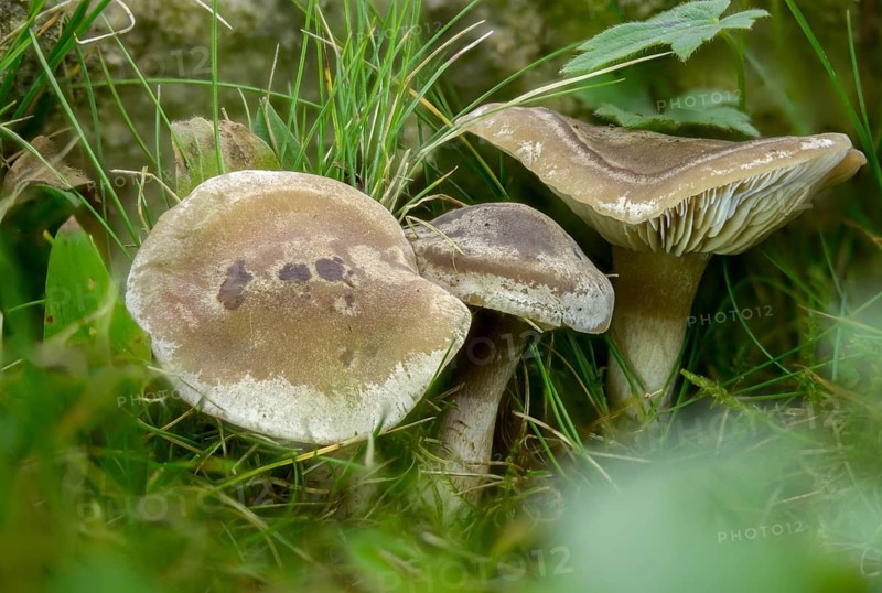 Grey-brown rubella knight, horn-gray rubella knight, lepista luscina, lepista panaeolus, marbled rubella knight, Paxillus lepista, rhodopaxillus panaeolus, spotted blewitt, fungi, fungus, mushrooms