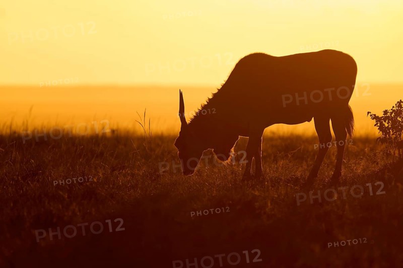 The silhouette of an antelope silhouetted against the setting sun in the savannah: the elen antelope (Taurotragus oryx), Masai Mara National Reserve, Narok County, Kenya