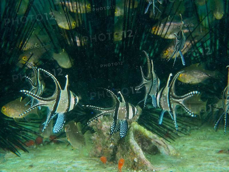 A school of Banggai cardinalfish (Pterapogon kauderni) seek shelter amongst the spines of Diadem sea urchins (Diadema setosum) at the Secret Bay dive site, Gilimanuk, Bali, Indonesia