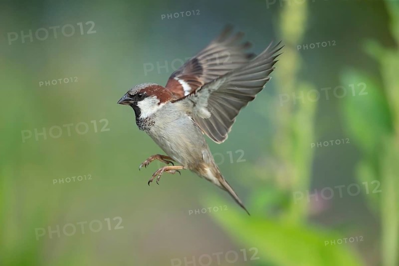 House sparrow (Passer domesticus) adult male bird flying, England, United Kingdom