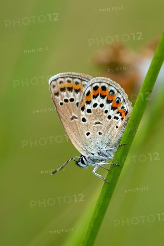 Argus blue, honeyclover blue, plebeius argus, silver-studded blue, blue, butterfly, high size, portrait format, insects, butterflies, butterflies, butterflies