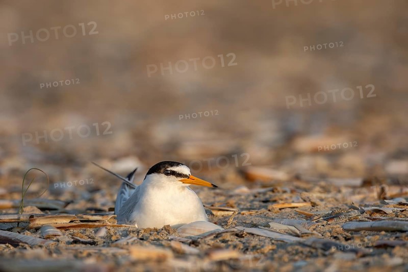 The brooding little tern (Sternula albifrons) keeps a close watch on its surroundings, ready at any moment to attack a perceived threat should danger arise, rare, endangered, breeding season, clutch, June, North Sea coast, June, Denmark