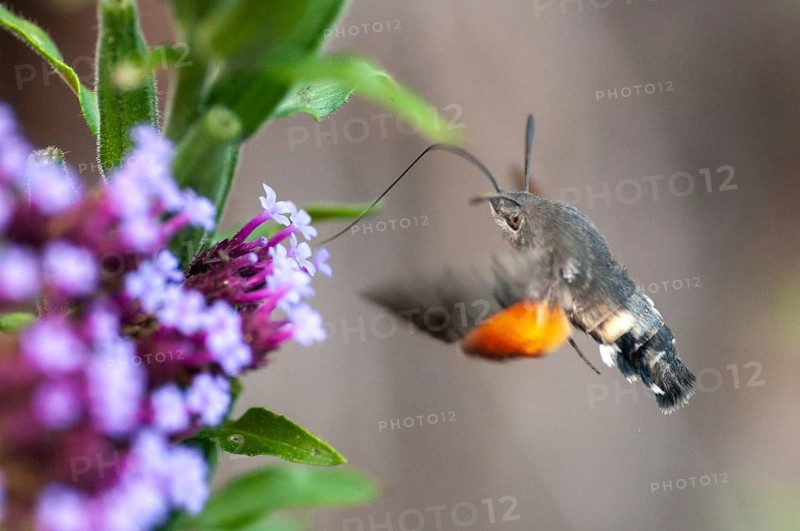 Hummingbird hawk-moth, carp tail, hummingbird swarmer, macroglossum stellatarum, dove tail, butterfly, flying, flight, insects, moths, moths, moths, butterfly