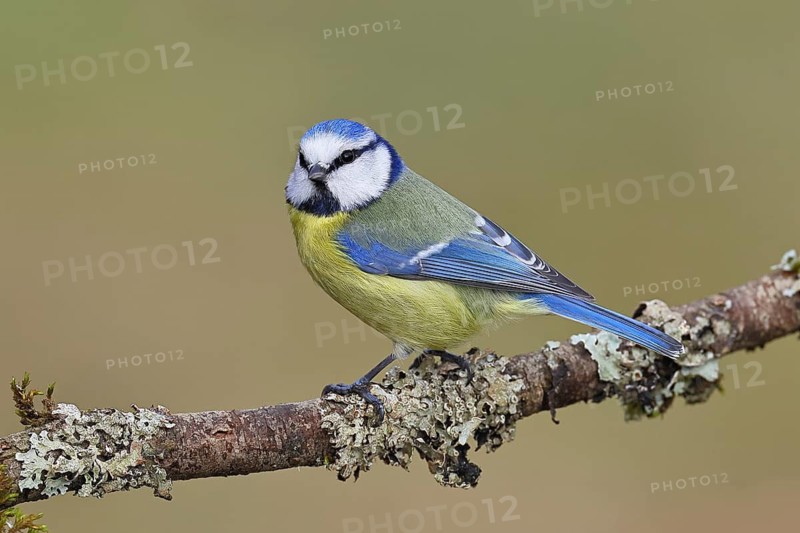 Blue Tit (Parus caeruleus), perched on a branch covered in lichen, Wilnsdorf, North Rhine-Westphalia, Germany